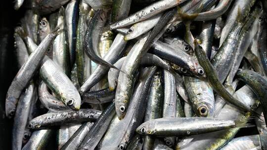 Sardinen