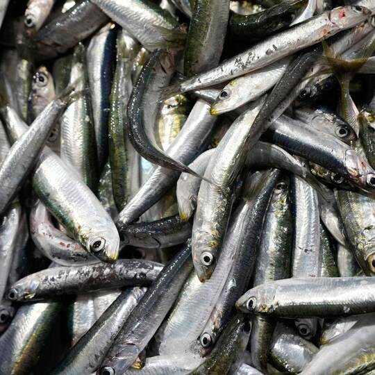 Sardinen
