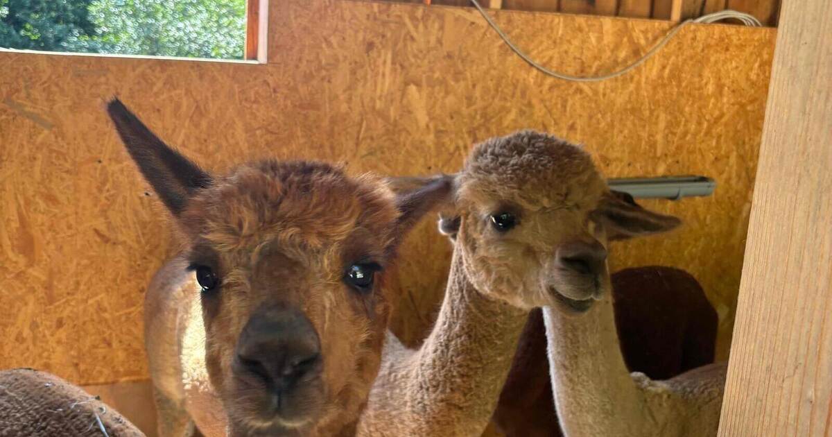 Turning point in the dispute over Ensinger Alpacas: Why the females are ...