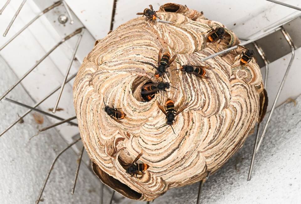 Nest der Asiatischen Hornisse wird entfernt Nest der Asiatischen Hornisse wird entfernt
