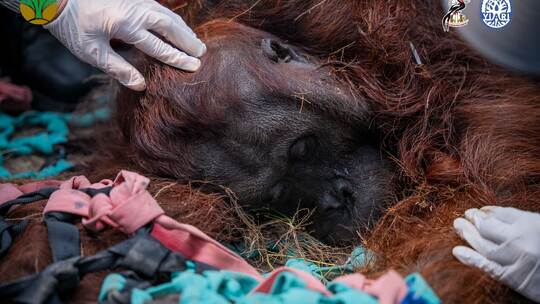 Orang-Utans auf Borneo Orang-Utans auf Borneo