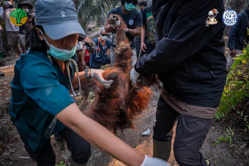 Orang-Utans auf Borneo Orang-Utans auf Borneo