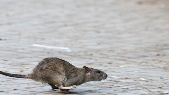 In einer amtlichen Bekanntmachung erinnert die Stadt Mühlacker die Bürgerinnen und Bürger an die Meldepflicht von Schädlingen wi Ratte in New York.