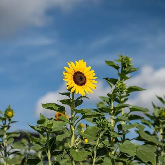 Meteorologischer Herbstanfang