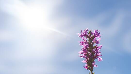 Sonne Sonne