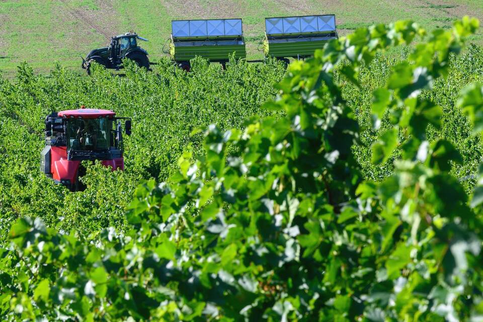 Weinlese Weinlese