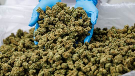 Medizinal-Cannabis Medizinal-Cannabis