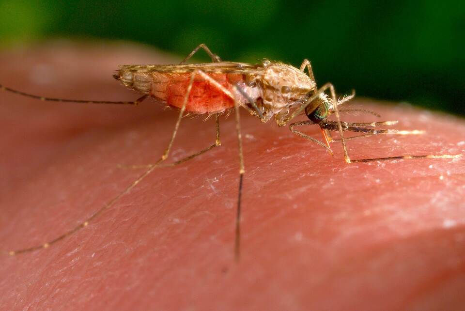 Anopheles-gambiae-Mücke Anopheles-gambiae-Mücke