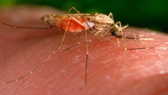 Malaria-Fälle in Frankfurt Malaria-Fälle in Frankfurt