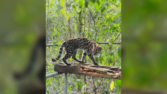 Neue Katzenart in Bolivien entdeckt Neue Katzenart in Bolivien entdeckt