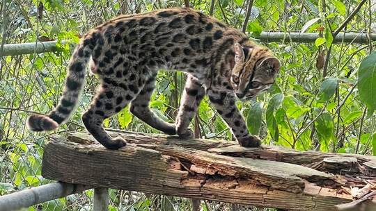 Neue Katzenart in Bolivien entdeckt