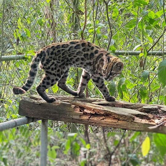 Neue Katzenart in Bolivien entdeckt