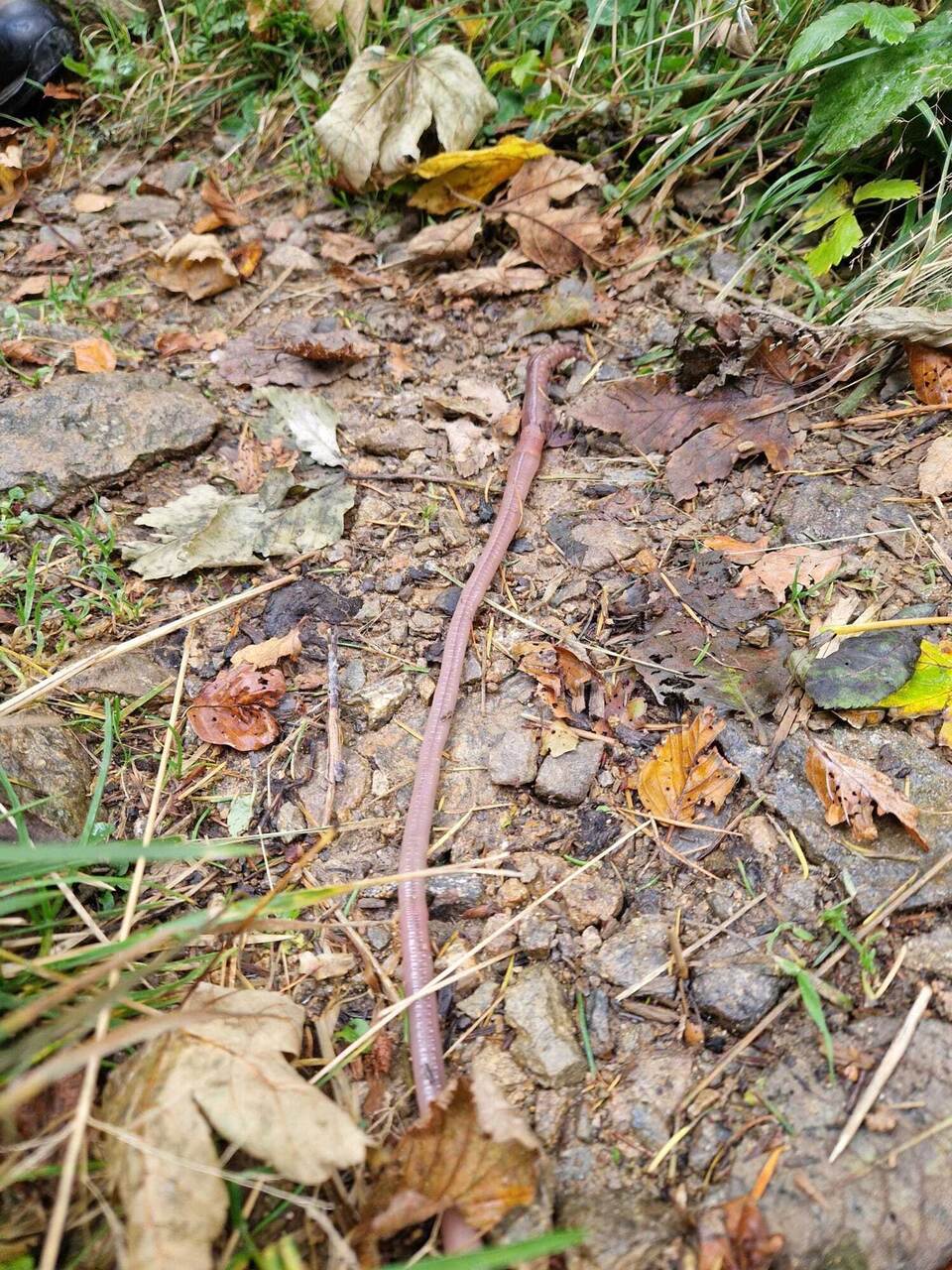 Klimakrise bedroht seltenen Riesenregenwurm Klimakrise bedroht seltenen Riesenregenwurm