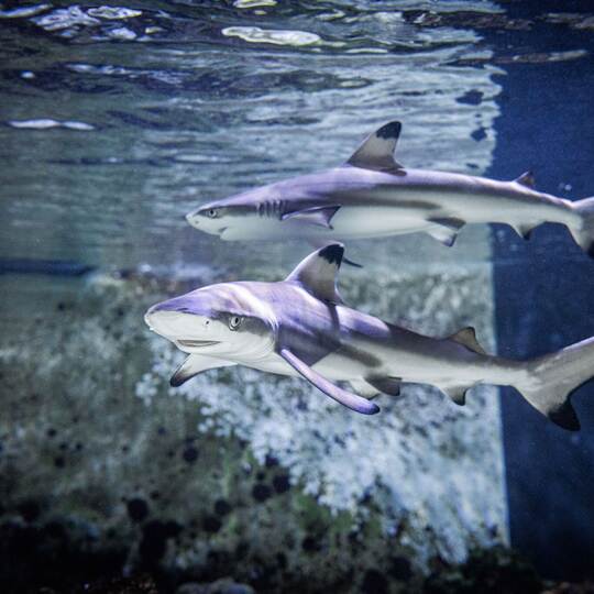 Baby-Haie im Karlsruher Zoo geboren