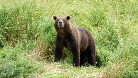 Kamtschatka-Braunbär Kamtschatka-Braunbär