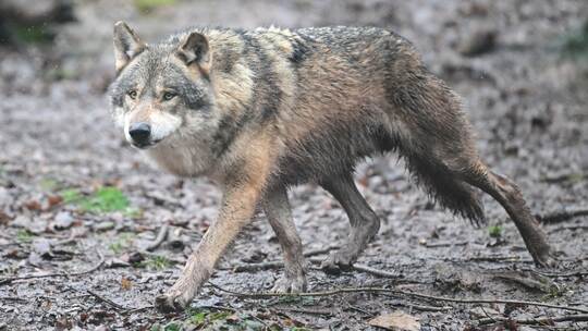 Wolf