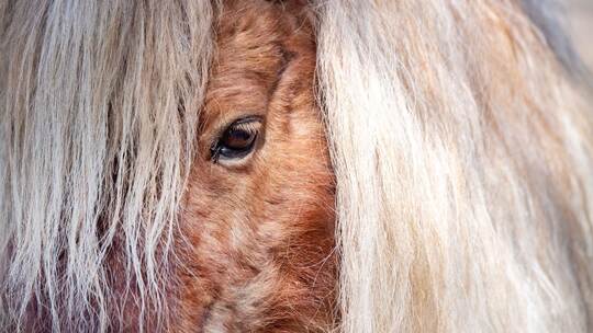 Mini Shetland Pony Mini Shetland Pony
