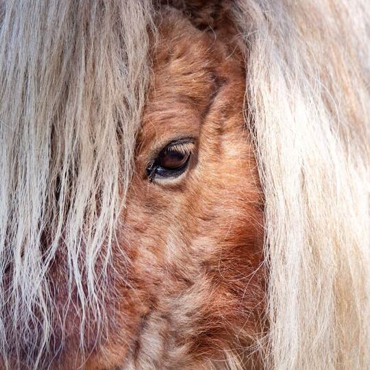Mini Shetland Pony