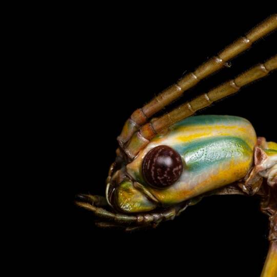 Neue Stabschrecken in Australien entdeckt