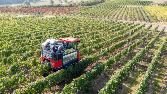 Ein stimmungsvoller Ausblick: Die Lese beim Weingut Häußermann ging dieses Mal rekordverdächtig früh los: Die Qualitäten bei den Weinlese Häussermann