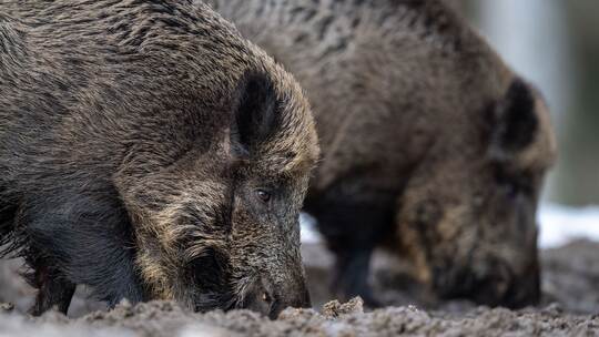 Wildschweine Wildschweine