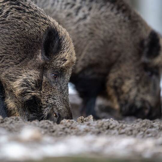 Wildschweine