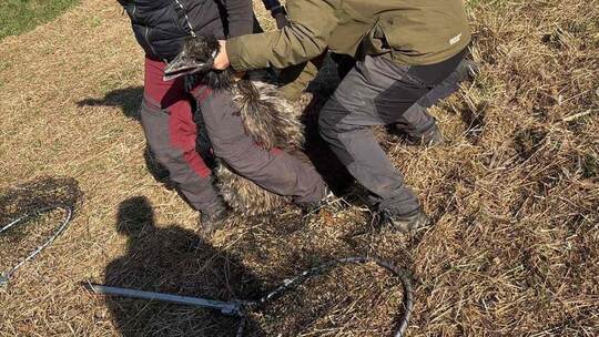Zwei Mitarbeiter vom Wildpark Pforzheim sollen den Emu am Hals festgehalten haben, um ihn einzufangen, sagt der Tierhalter. Priv