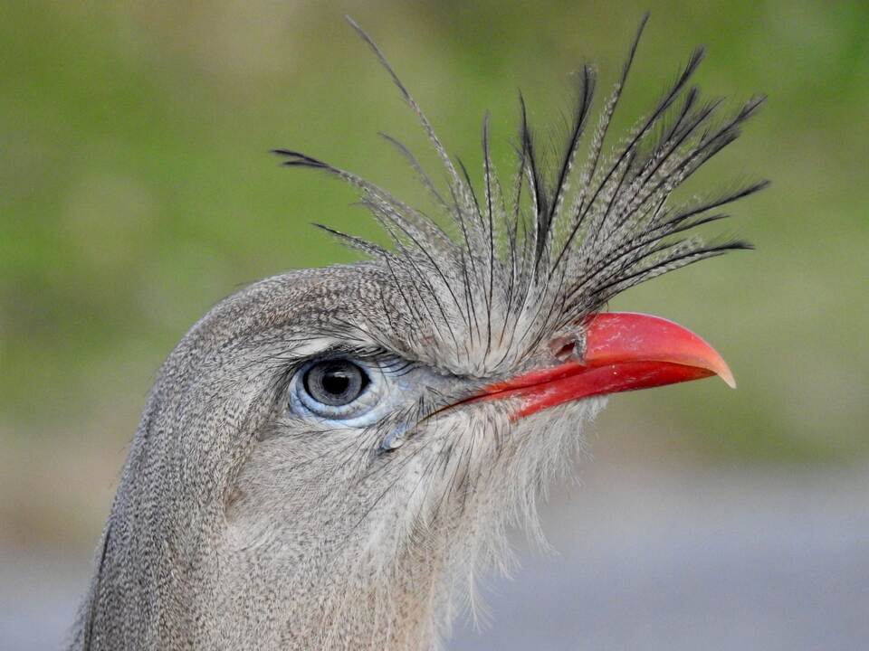 Zwei neue Anwärter für den Titel «Lautester Vogel der Welt» Zwei neue Anwärter für den Titel «Lautester Vogel der Welt»