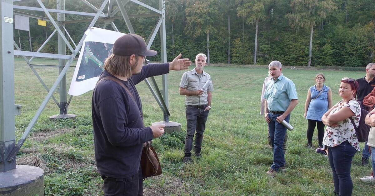 Drought severely impacts Wiernsheim forest: Trees along the L 1135 become ...