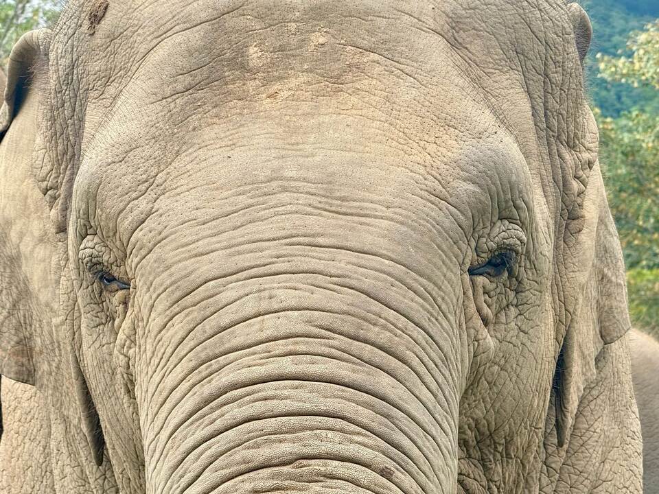Elefant in Thailand Elefant in Thailand