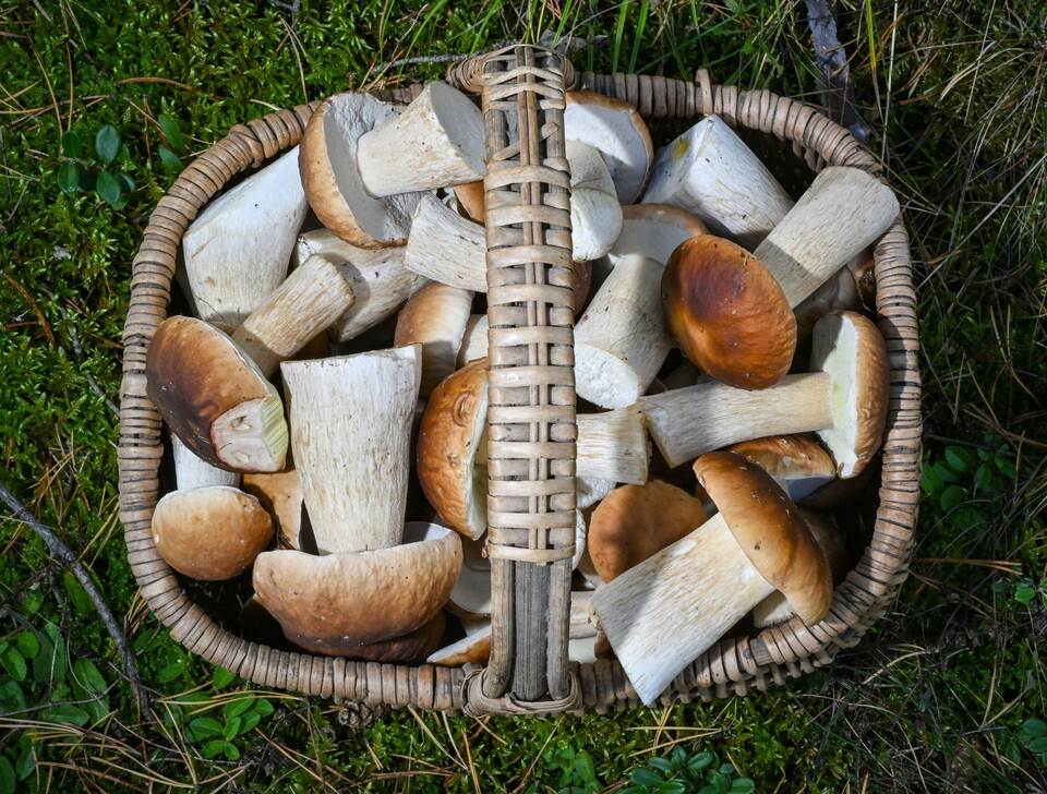 Korb mit Steinpilzen steht in einem Wald Korb mit Steinpilzen steht in einem Wald