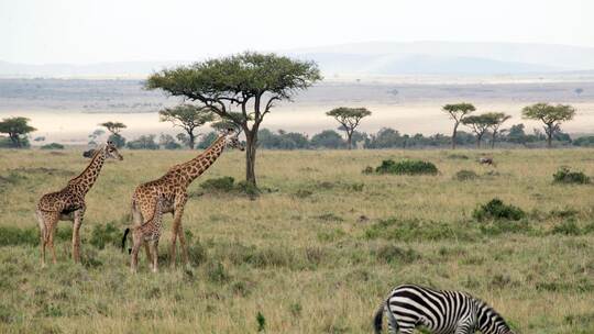 Zebras und Giraffen grasen in einem Nationalpark. Zebras und Giraffen grasen in einem Nationalpark.