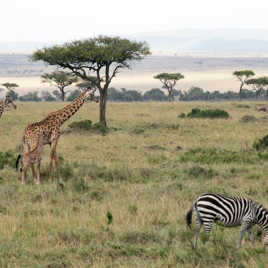 Zebras und Giraffen grasen in einem Nationalpark.