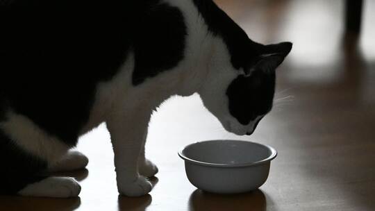 Katze frisst Katzenfutter Katze frisst Katzenfutter