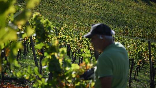 Weinbergarbeiten im Herbst Weinbergarbeiten im Herbst
