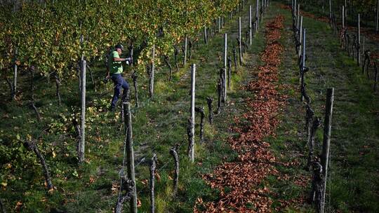 Weinbergarbeiten im Herbst Weinbergarbeiten im Herbst