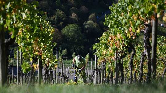 Weinbergarbeiten im Herbst Weinbergarbeiten im Herbst