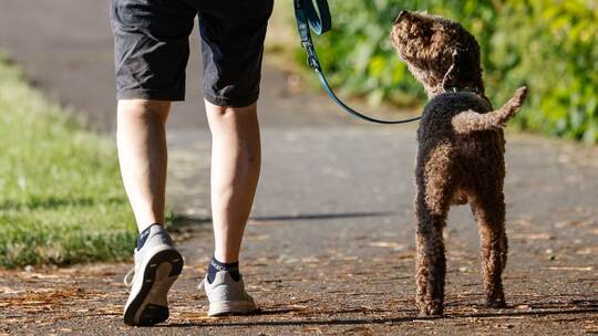 Hund beim Spaziergang