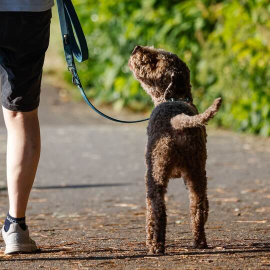 Hund beim Spaziergang