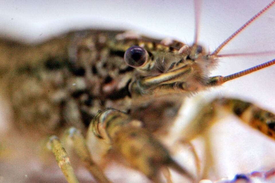 Marmorkrebs Marmorkrebs