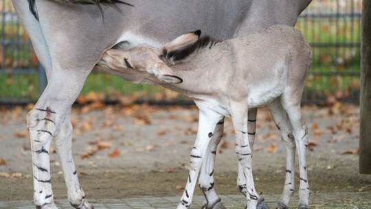 Nachwuchs bei den Wildeseln in der Wilhelma
