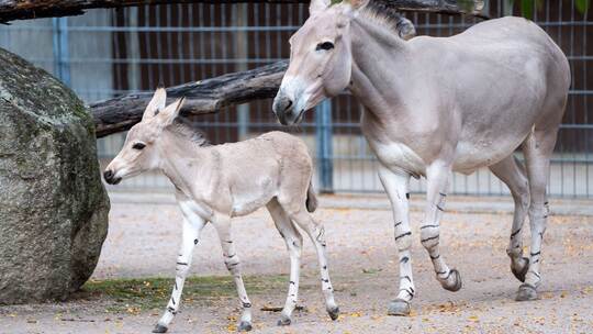 Nachwuchs bei den Wildeseln in der Wilhelma