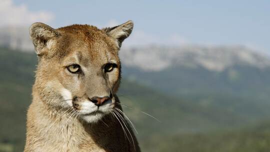 Puma Puma