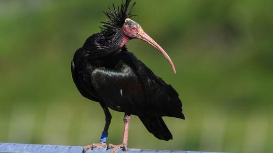 Waldrapp