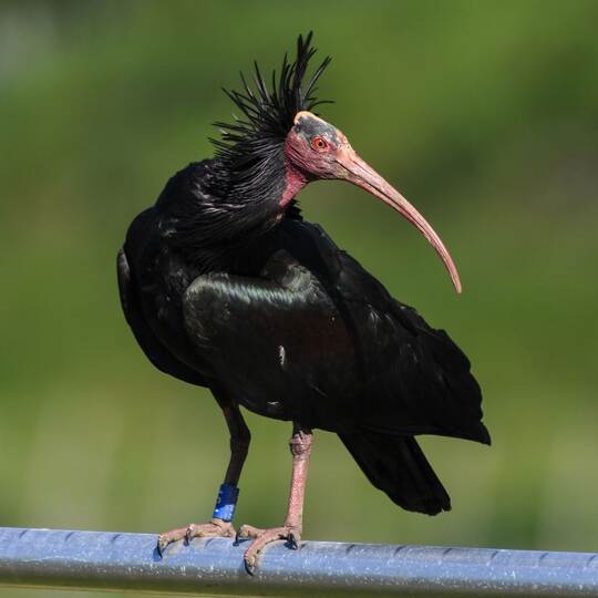 Waldrapp