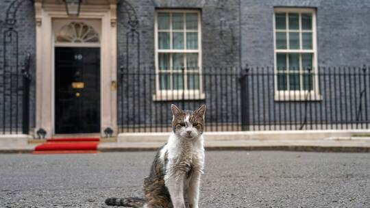 Kater Larry
