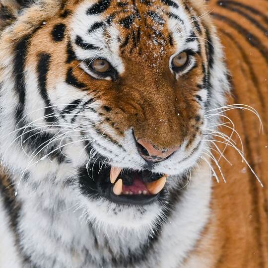 Amur-Tiger