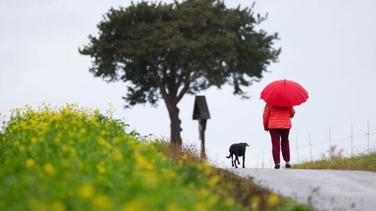 Frau geht im Regen mit ihrem Hund spazieren