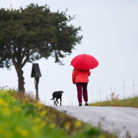 Frau geht im Regen mit ihrem Hund spazieren