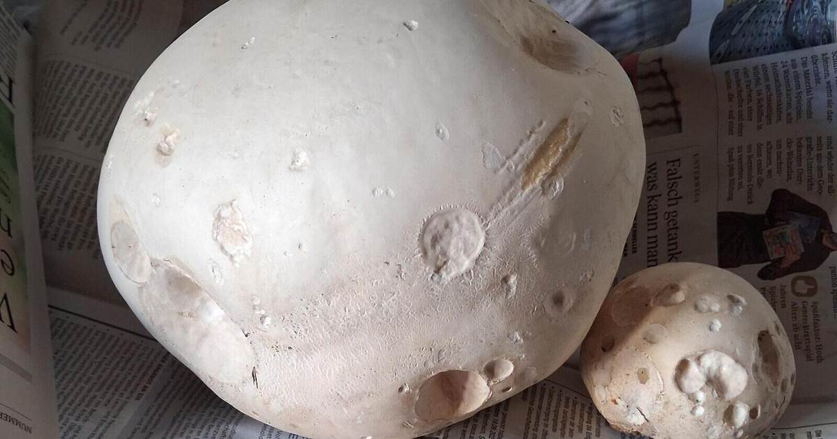 Riesenbovist mitten im Garten von PZ-Redakteurin: Überraschender Fund ...